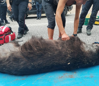 L’orso investito in Abruzzo è un maschio di 20 anni